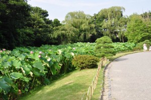 Sankeien, Lotus pond 2