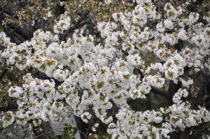 chofu-hanami-4-cherry-blossoms