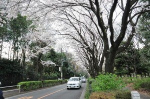 chofu-hanami-5-road-to-jindaiji-shokubutsuen