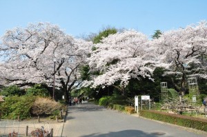 chofu-jindaiji-botanical-garden-11