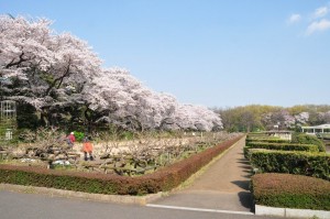 chofu-jindaiji-botanical-garden-12-sakura