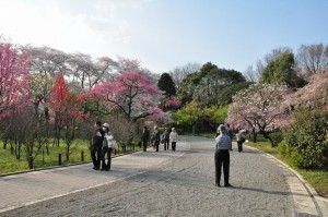 chofu-jindaiji-botanical-garden-39-colors