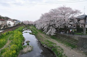 chofu-nogawa-hanami-1