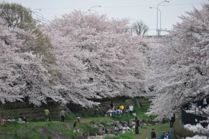 chofu-nogawa-hanami-3