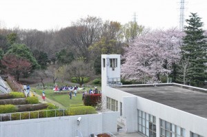 chofu-park-life-3-hanami