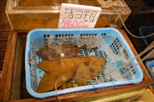 flatfish